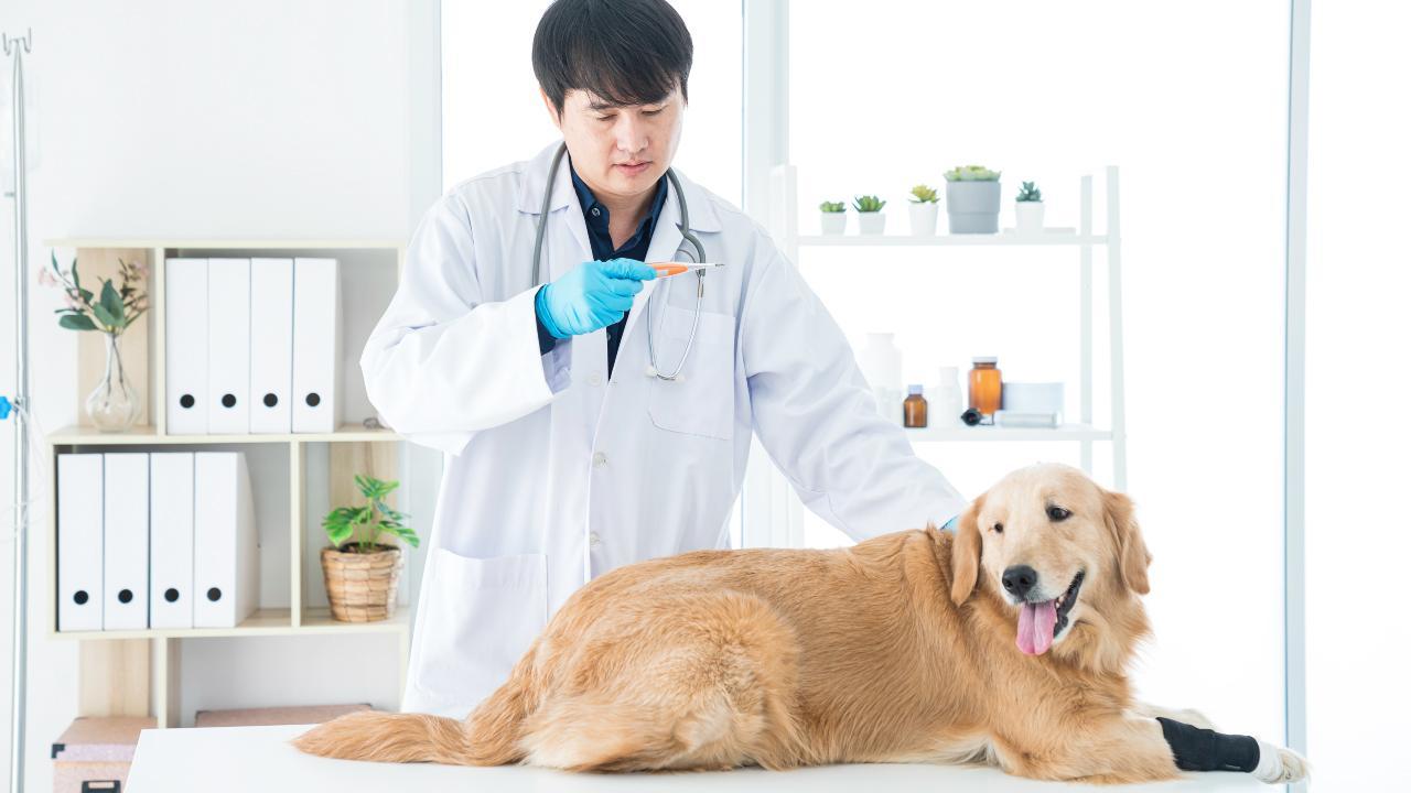 5 อันดับยาปฏิชีวนะสำหรับสุนัขที่มีการติดเชื้อในระบบประสาท